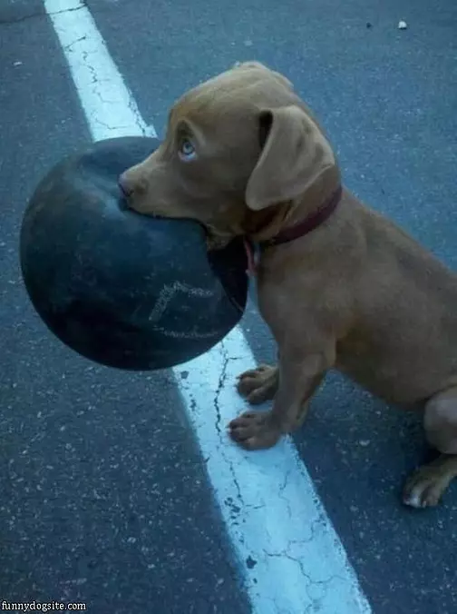 Want To Play Fetch