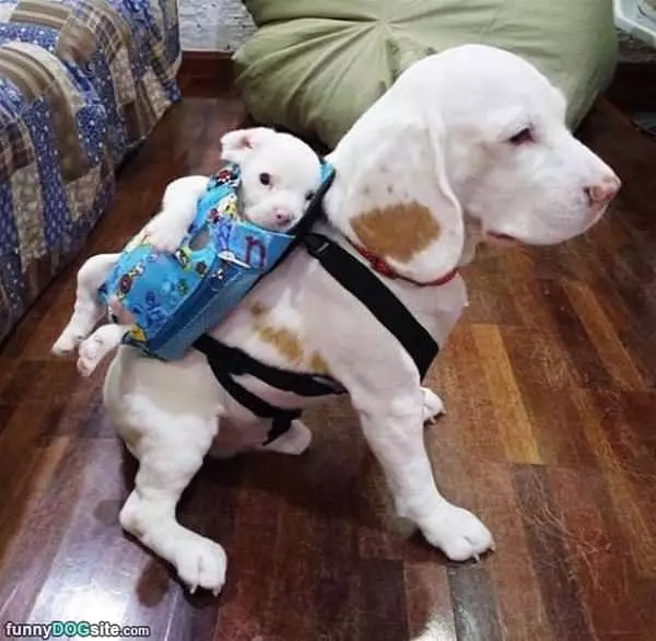 Carrying This Pup Around