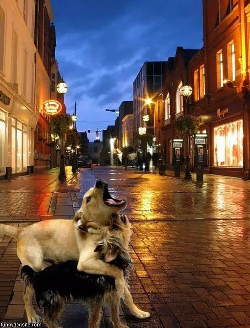 Howl At The Moon