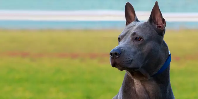 Thai Ridgeback closeup
