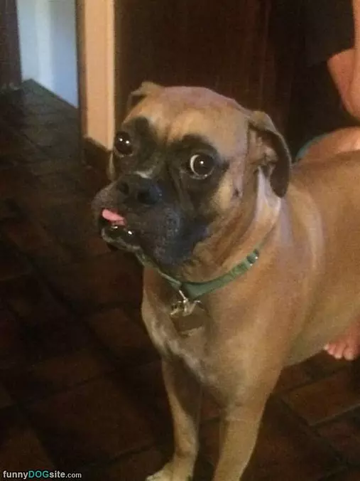 What Did You Say Buddy
