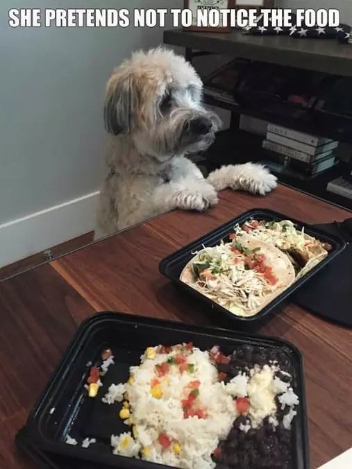 Woof Woof I Did Not Notice