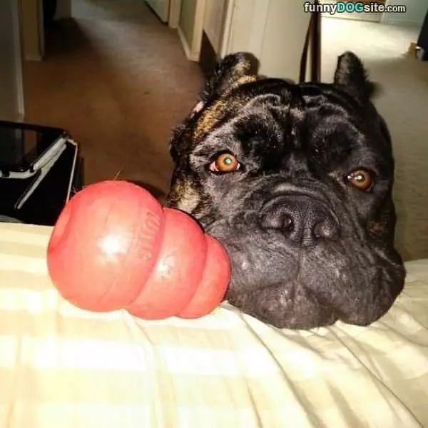 Please Play Some Fetch With Me