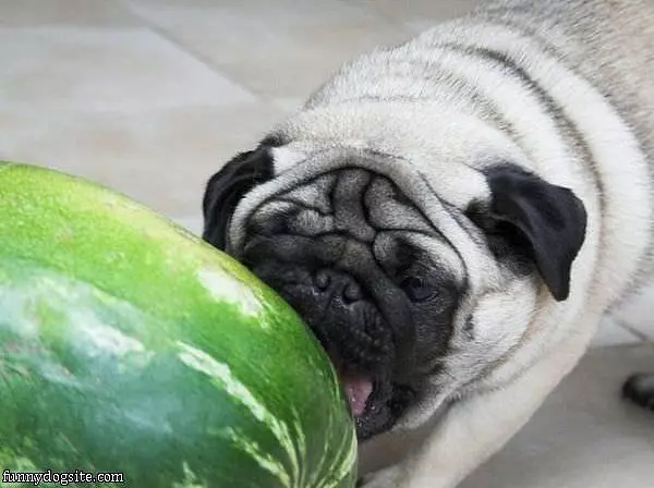 Love Watermelons