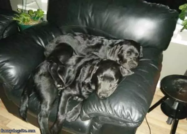 Sharing The Couch
