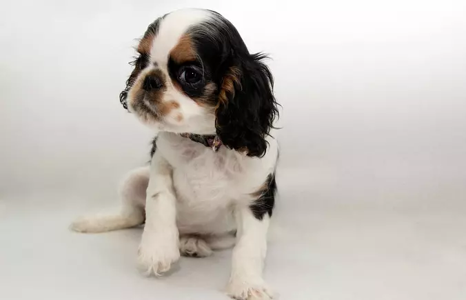 English Toy Spaniel