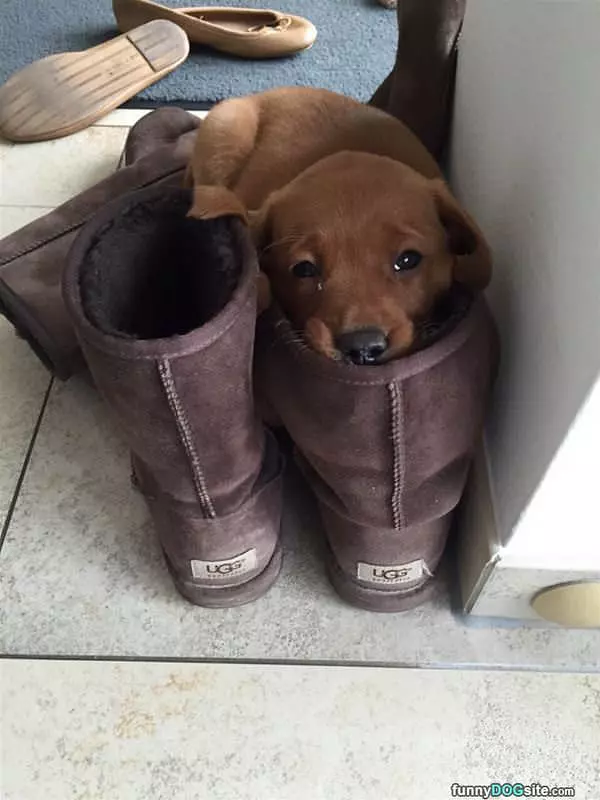 Sleeping In A Boot