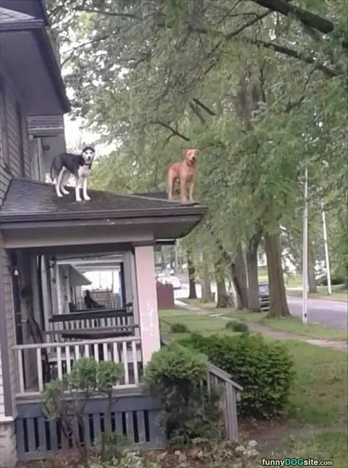 These Guard Dogs