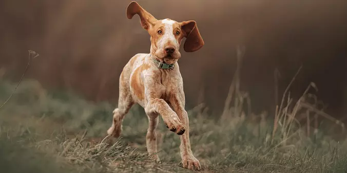 Bracco Italiano running