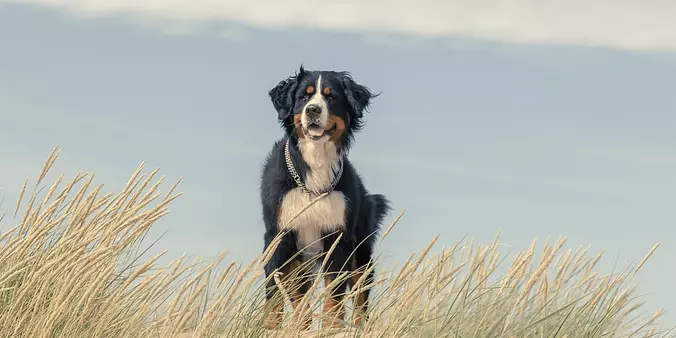 black and white Bernese Mou...
