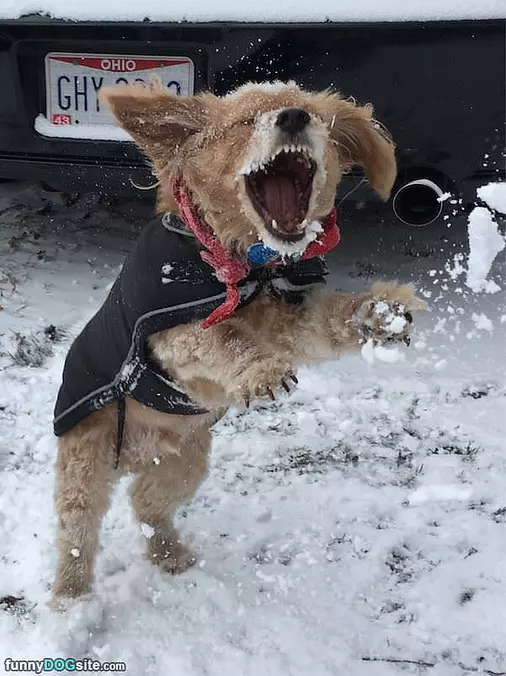 Throw Me A Snowball