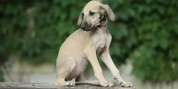 Sloughi puppy