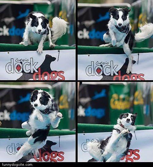 Jumping Dogs