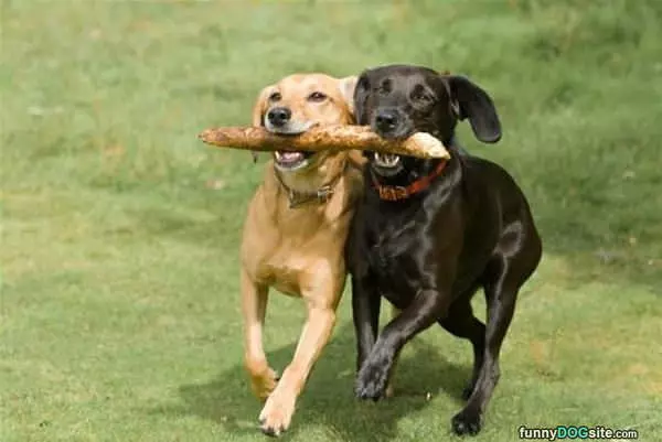We Fetch Together