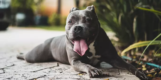 American Pitbull Terrier ha...