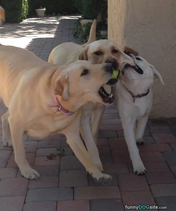 Give Us The Ball
