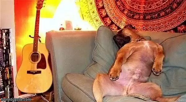Dog Is Relaxed
