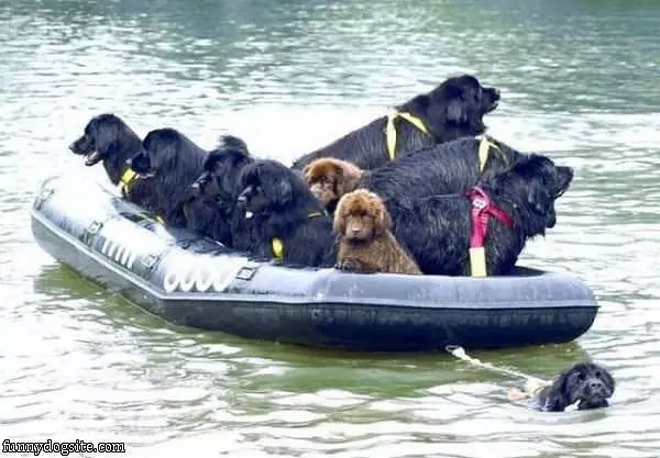 Dog Rescue