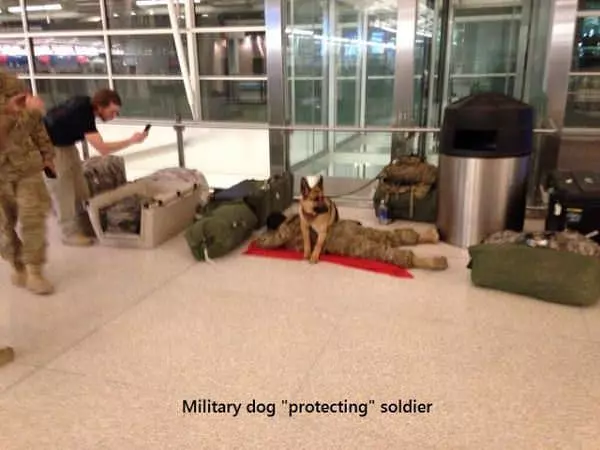 Military Dog
