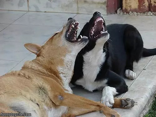 Duet