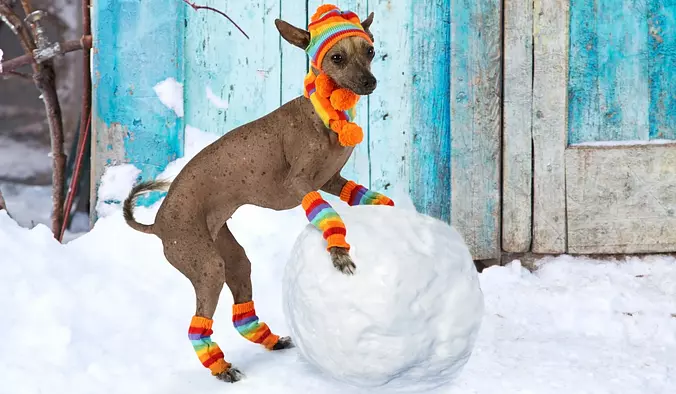 Xoloitzcuintli dog playing ...