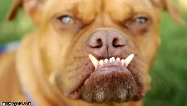 Funny Dog Face