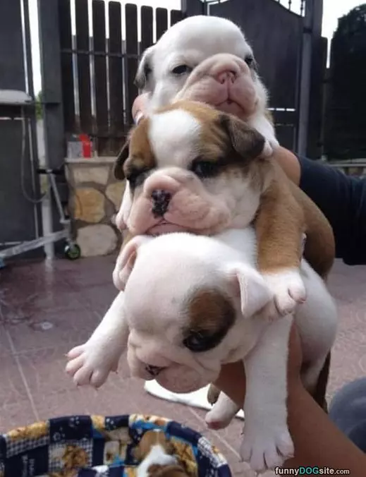 Triple Stack