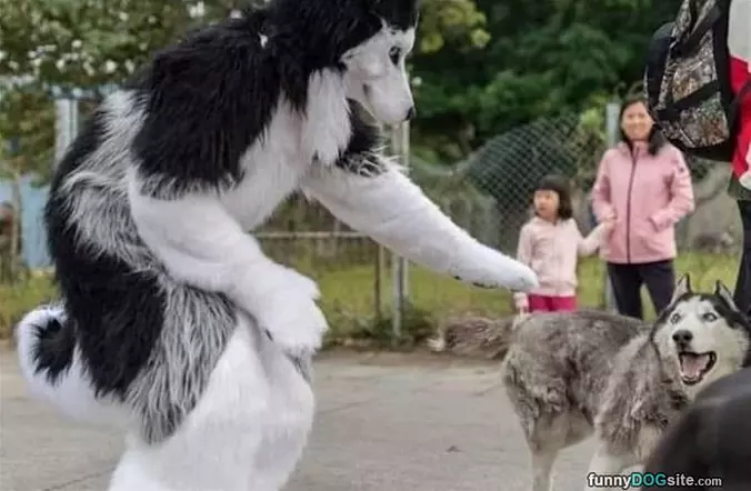 Get Away From Me Dog