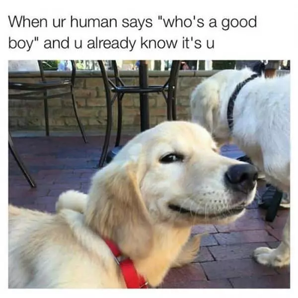 Whos A Good Boy