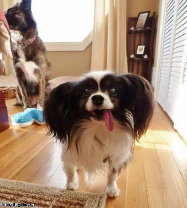Long Tongue Is Out