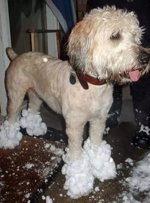 Playing In The Snow