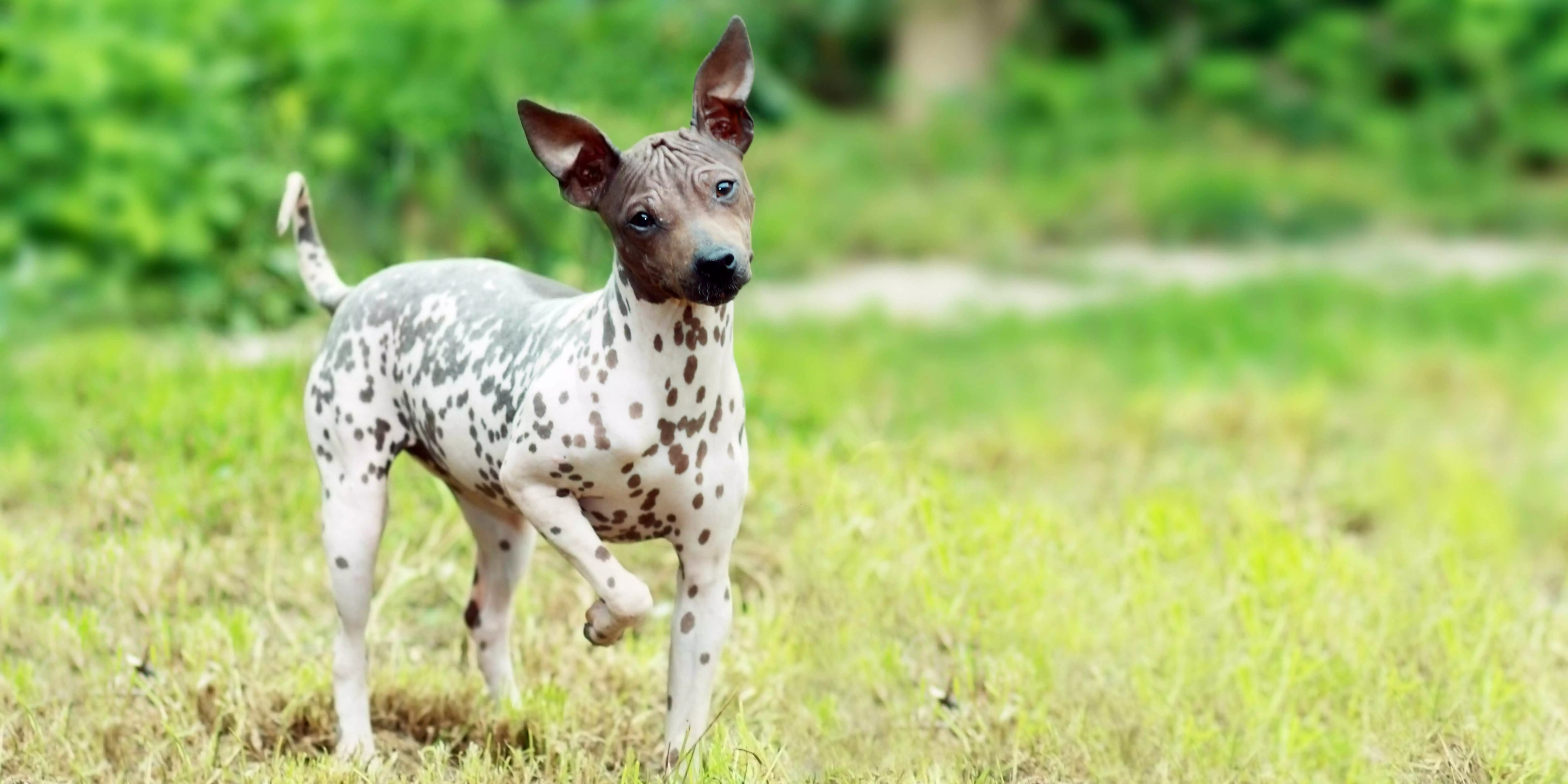 American Hairless Terrier