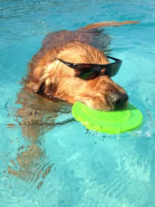 Woof I Got It