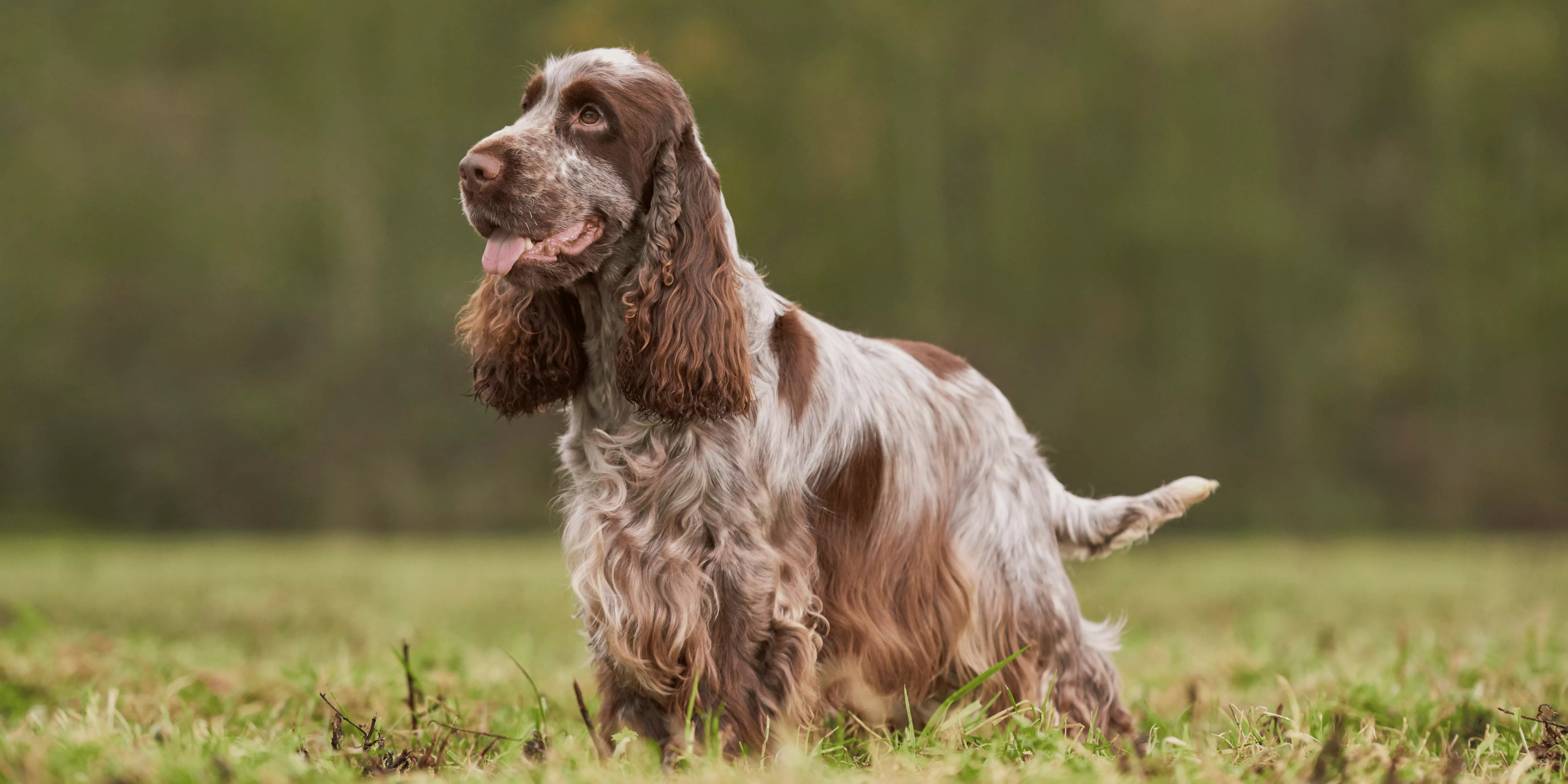 English Cocker Spaniel