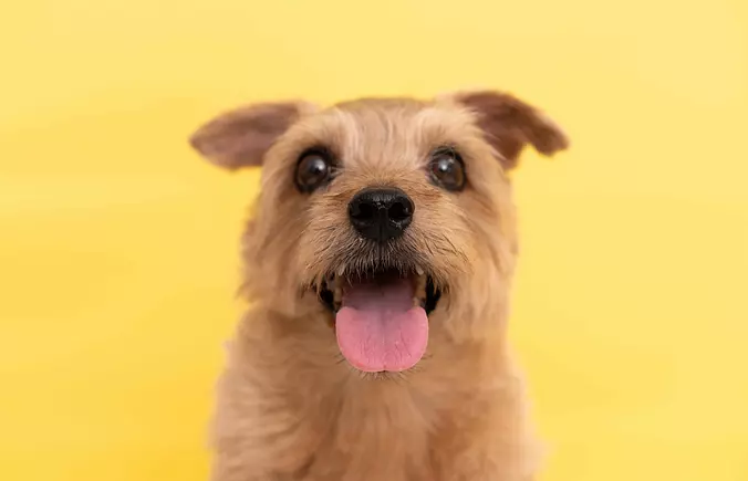 happy Norfolk Terrier