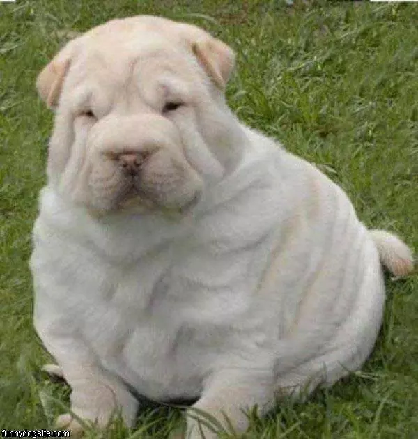 Pudge Ball