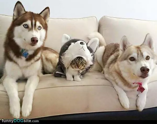 Woof