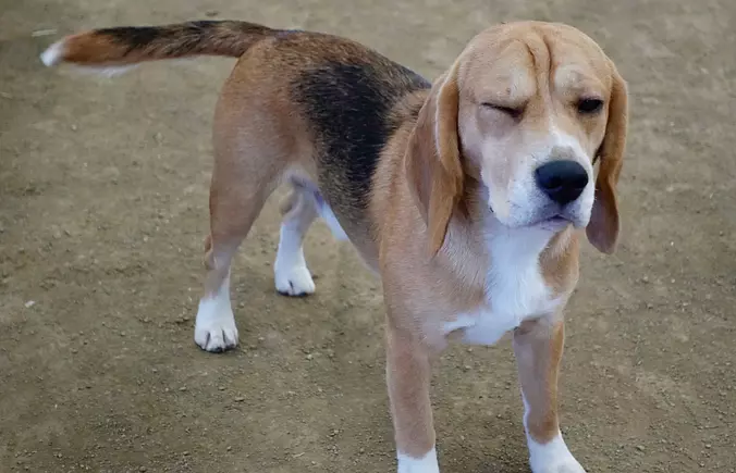 Funny American Foxhound