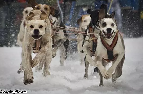 Running Sled