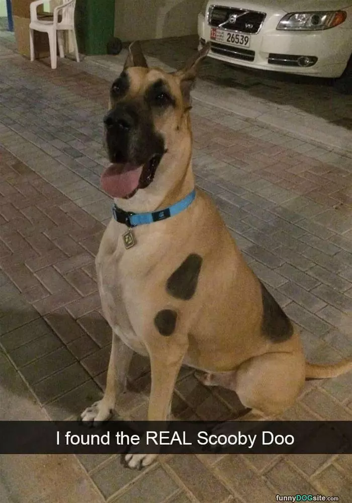 The Real Scooby