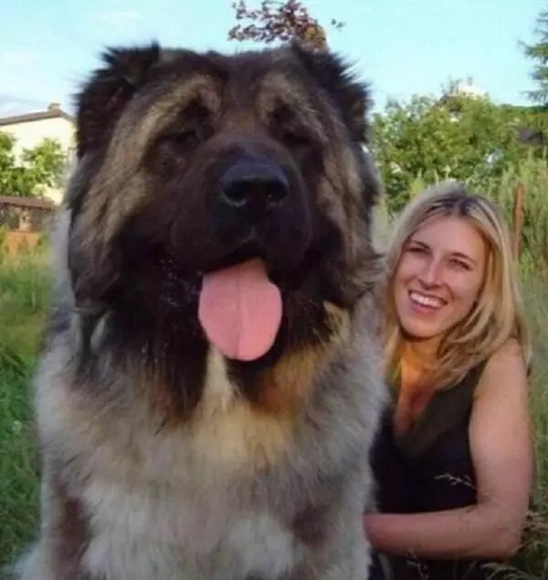 Woof