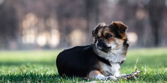 Tibetan Spaniel dog laying ...
