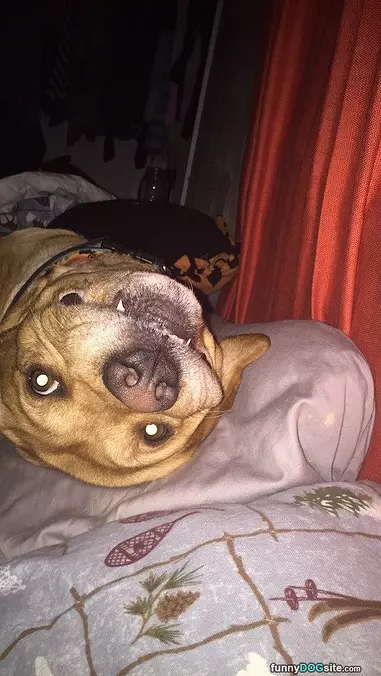 Hanging Upside Down
