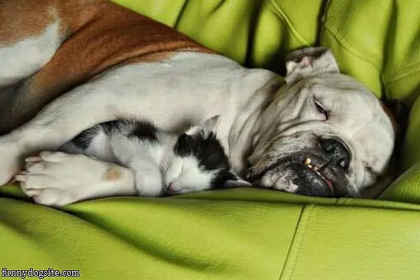 I Will Protect You
