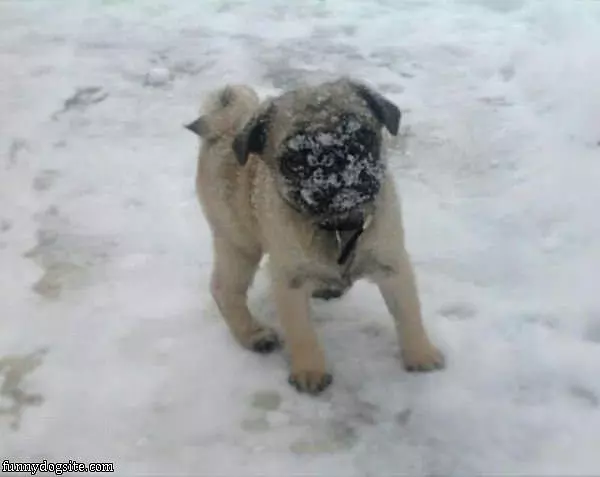 Snowy Pug