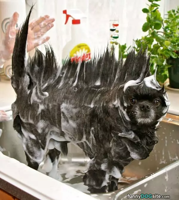 Soapy Dog
