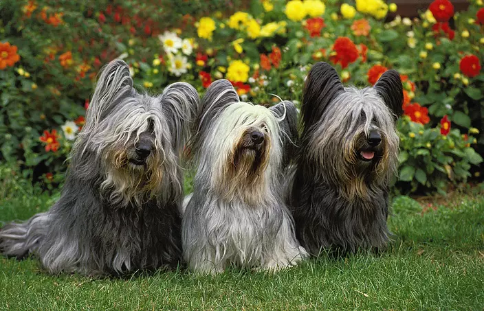 Skye Terrier family