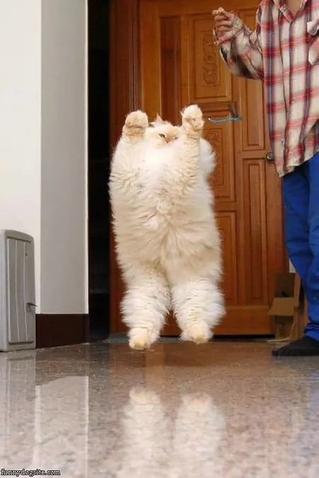 Fuzzy Jumping Cat