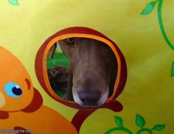 Peek A Boo Maybe