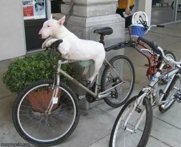 Riding A Bike